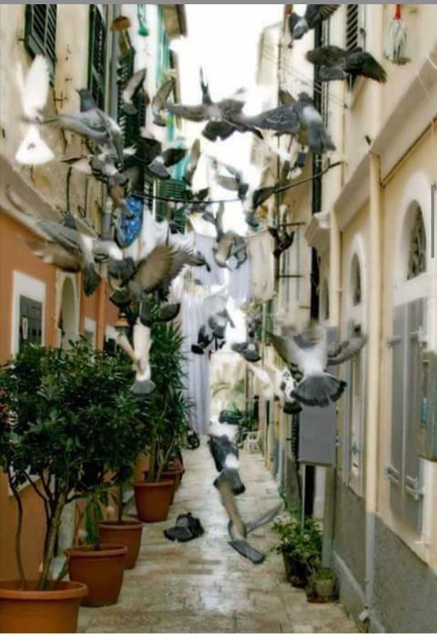 Roof Garden House Διαμέρισμα Corfu  Εξωτερικό φωτογραφία